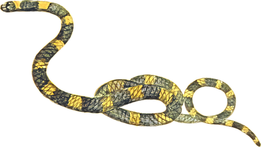 Intricate Boa Constrictor Illustration on Transparent Background Wallpaper