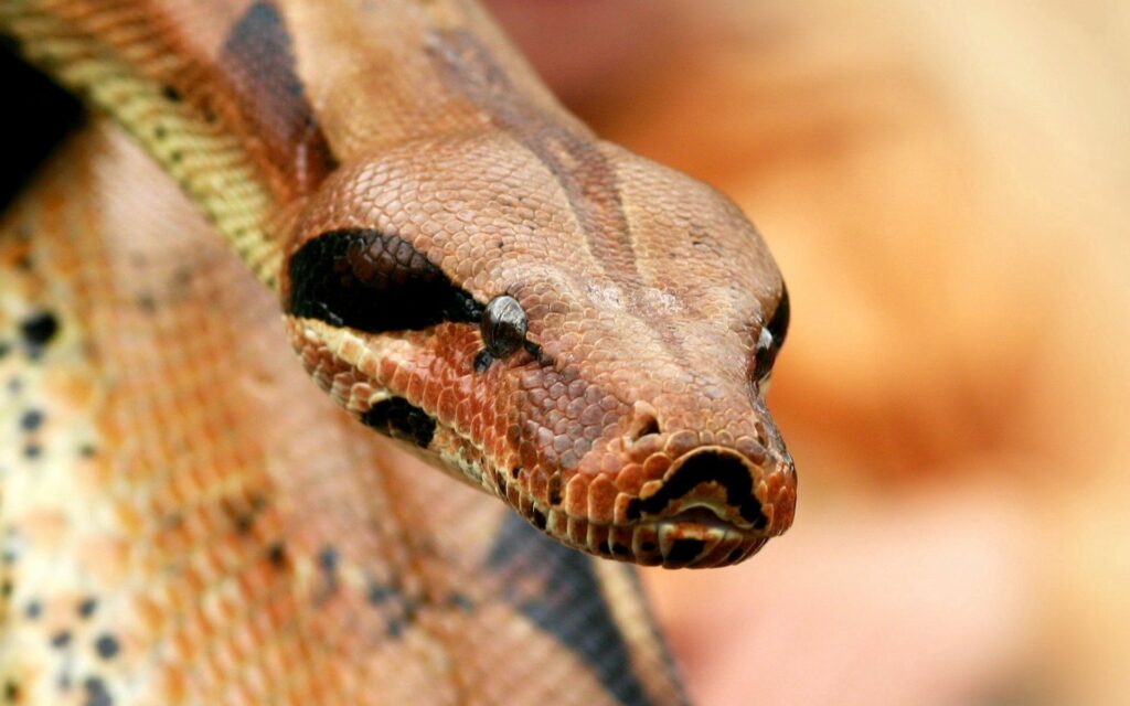 Stunning Boa Constrictor Close-Up Wallpaper: Textured Skin & Intense Eyes