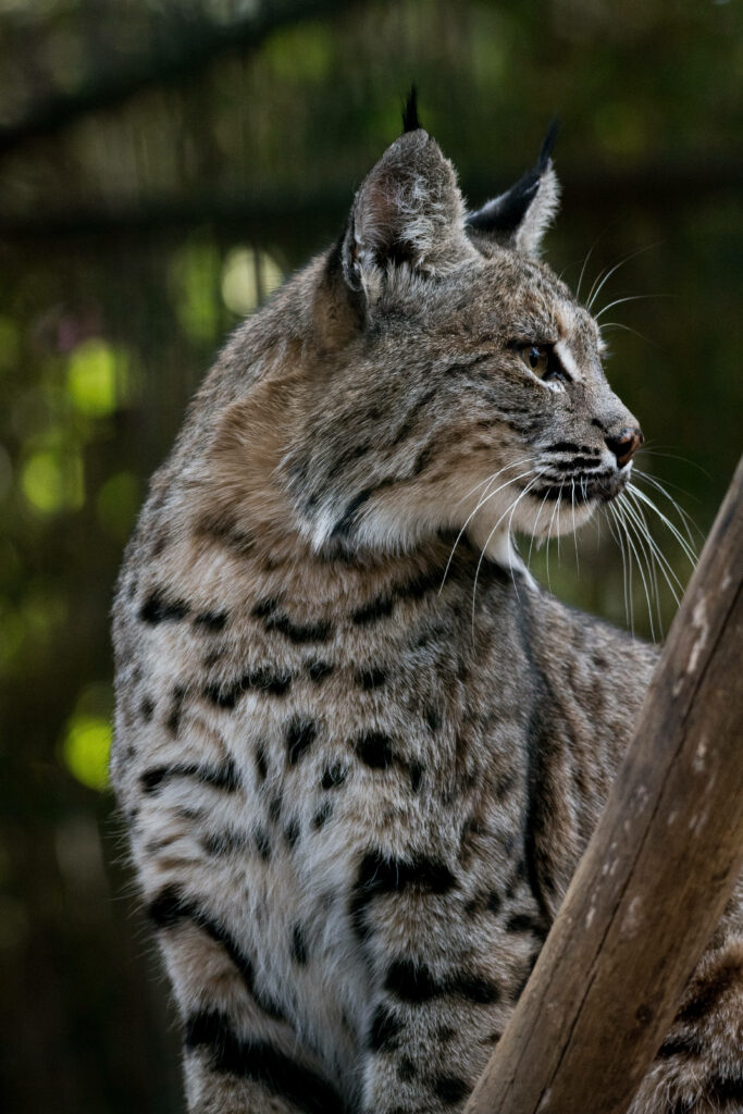 Stunning Bobcat Wallpaper with Striking Fur Patterns & Natural Background