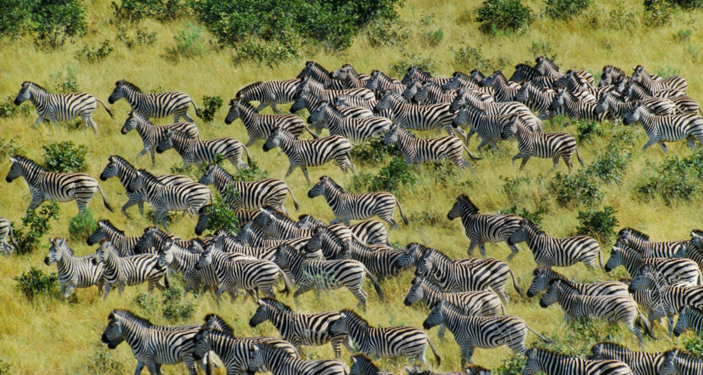Stunning Botswana Zebra Migration Wallpaper: Nature's Striking Beauty