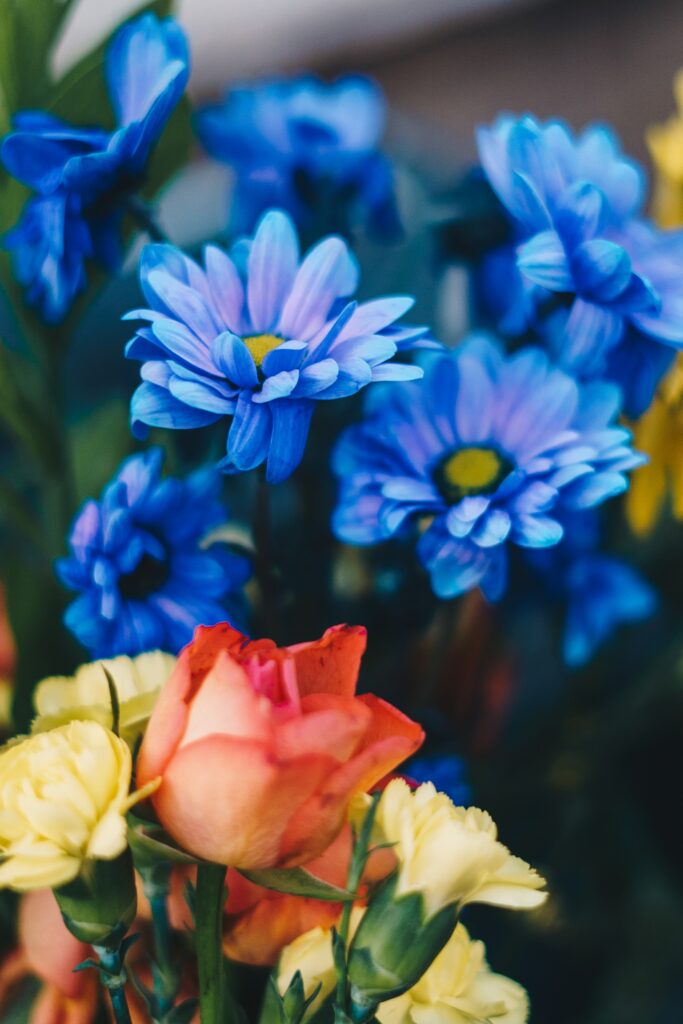 Vibrant Flower Wallpaper: Blue Chrysanthemums & Elegant Roses Background
