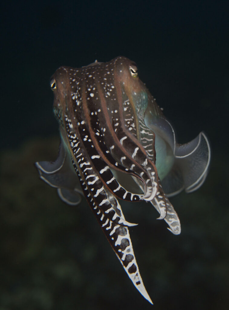 Solitary Broadclub Cuttlefish Wallpaper: Intricate Underwater Art