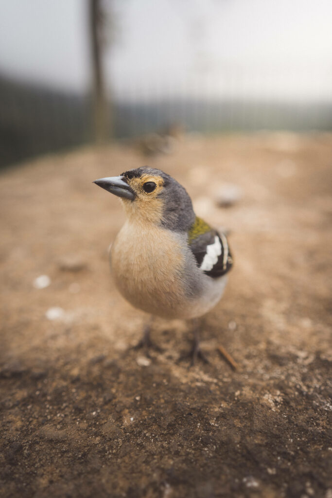 Elegant Brown Bird Wallpaper: Nature-Inspired Serenity Background