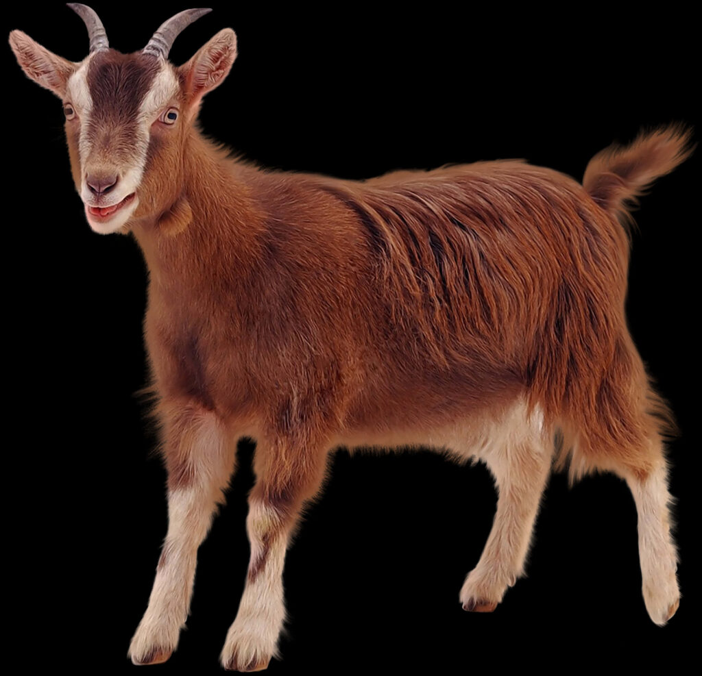 Stunning Brown Goat Portrait on Dark Background - Nature Wallpaper