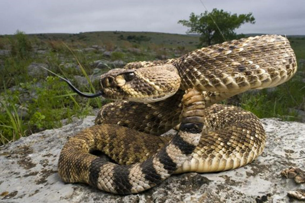 Brown Rattlesnake Wallpaper: Intricate Scales in Natural Habitat