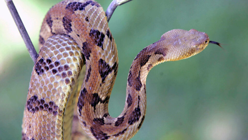 Brown Timber Rattlesnake Wallpaper: Striking Wildlife Background