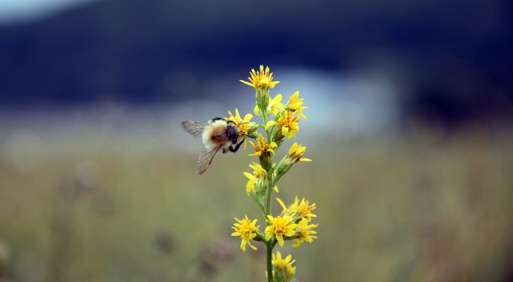Bumble Bee on Yellow Flower - Tranquil Wallpaper Background