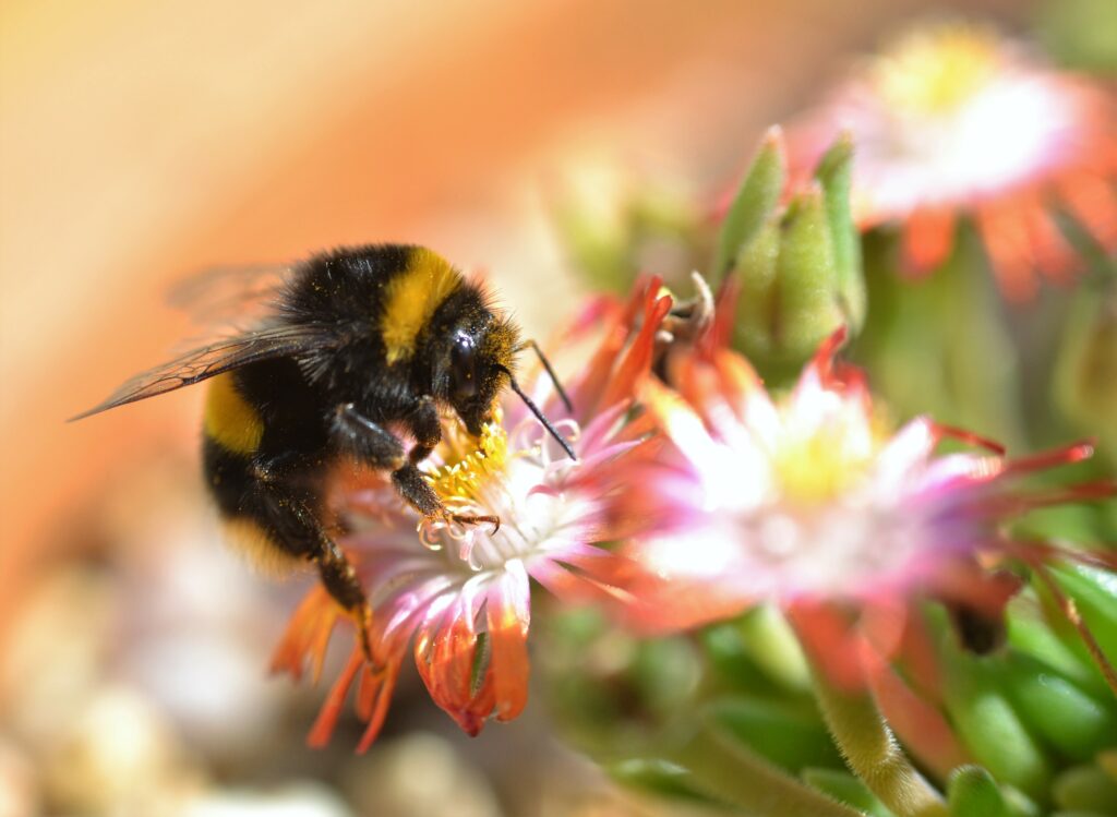 Vibrant Bumblebee Macro Shot Collecting Pollen - Nature Wallpaper
