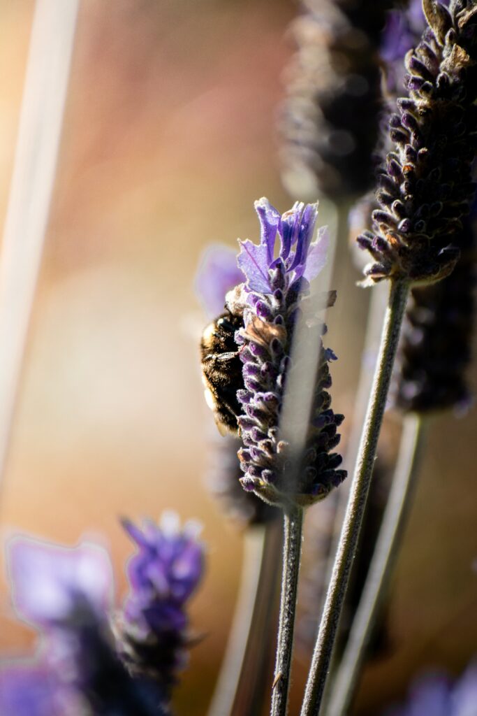 Vibrant Macro Bumblebee on Purple Flower | Stunning Wallpaper Background