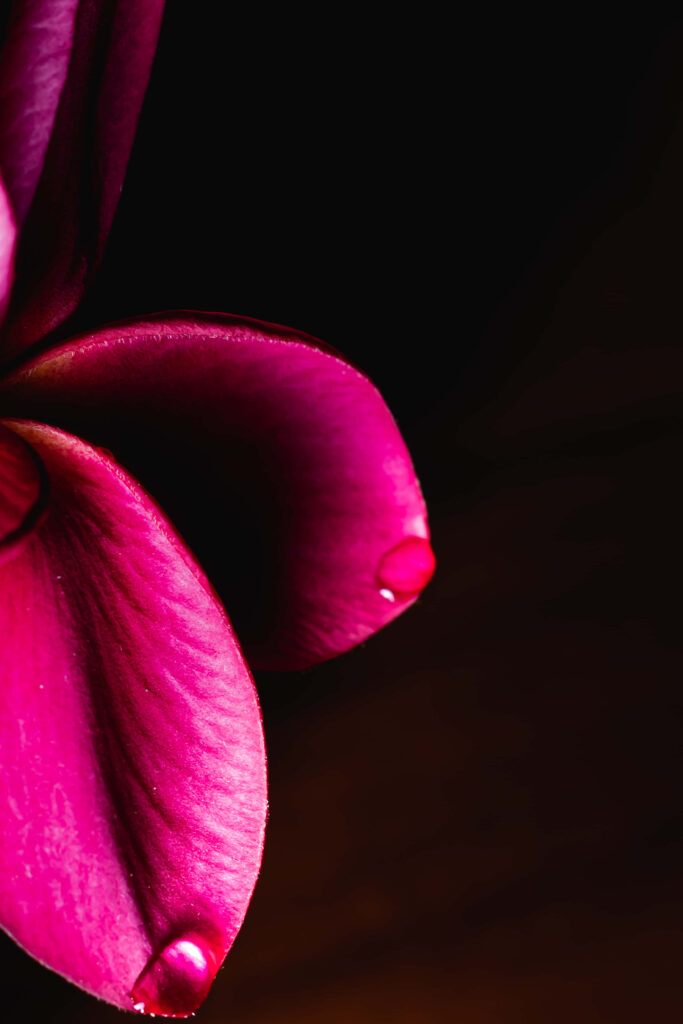 Elegant Burgundy Flower Wallpaper: Springtime Beauty Close-Up