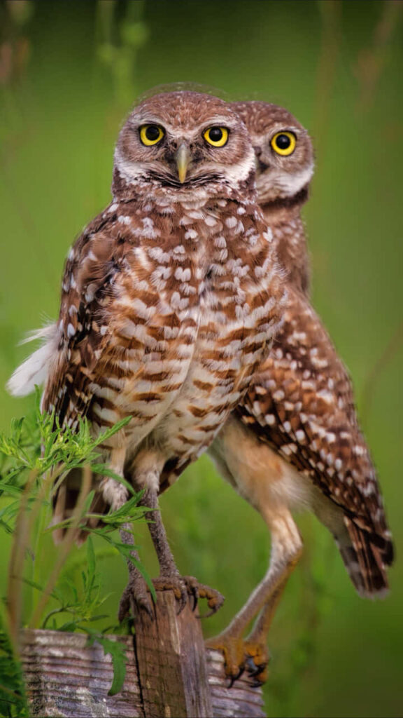 Stunning Brown Burrowing Owls Wallpaper Surrounded by Greenery