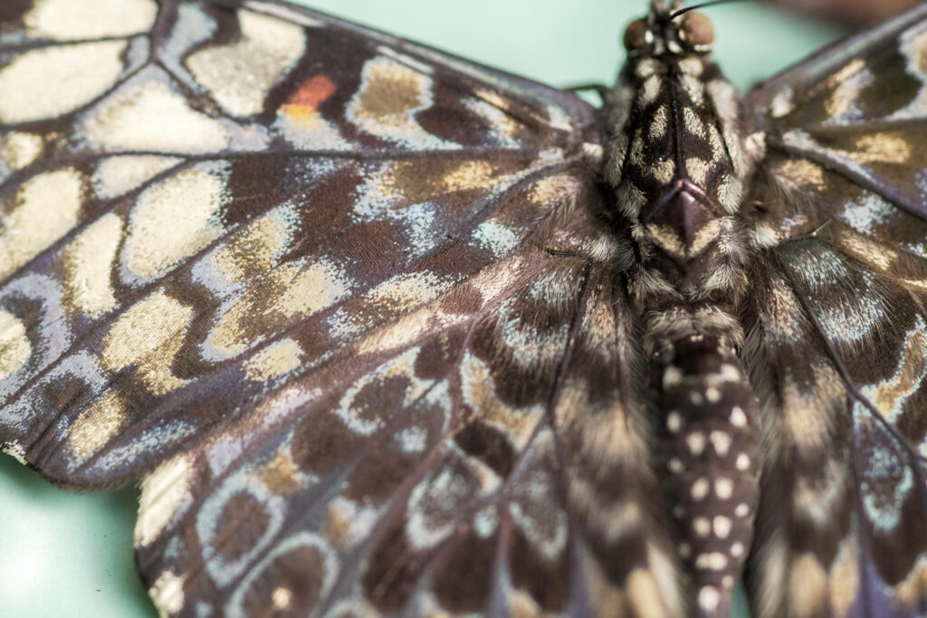 Stunning Butterfly Body Pattern: Close-Up Wallpaper Background