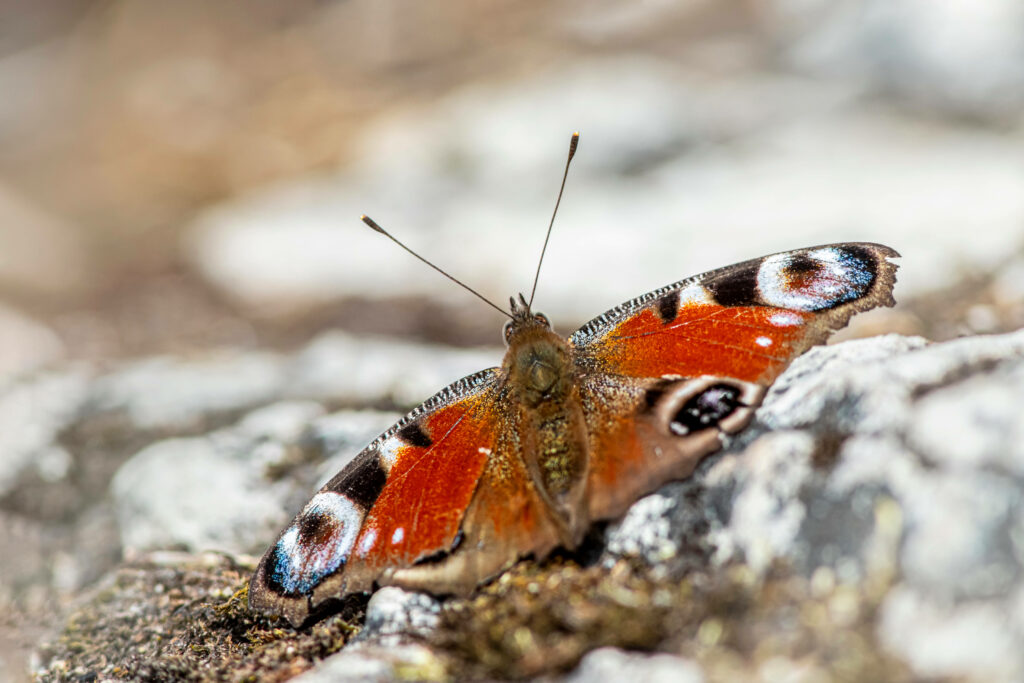 Stunning Butterfly Close-Up: Brown & Black Wings - Wallpaper Background