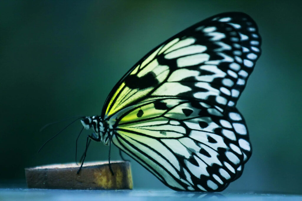 Stunning Black and Yellow Butterfly Close-Up Wallpaper Background