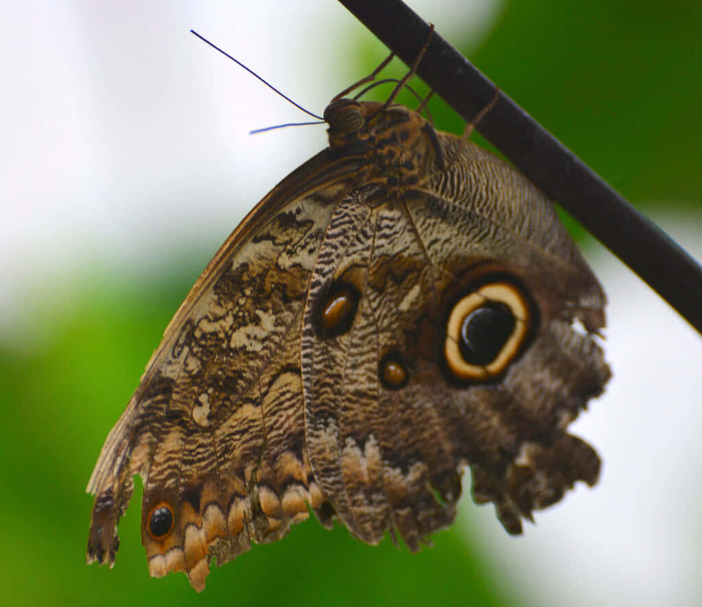 Intricate Butterfly Close-Up: Detailed Wing Patterns on Green Wallpaper