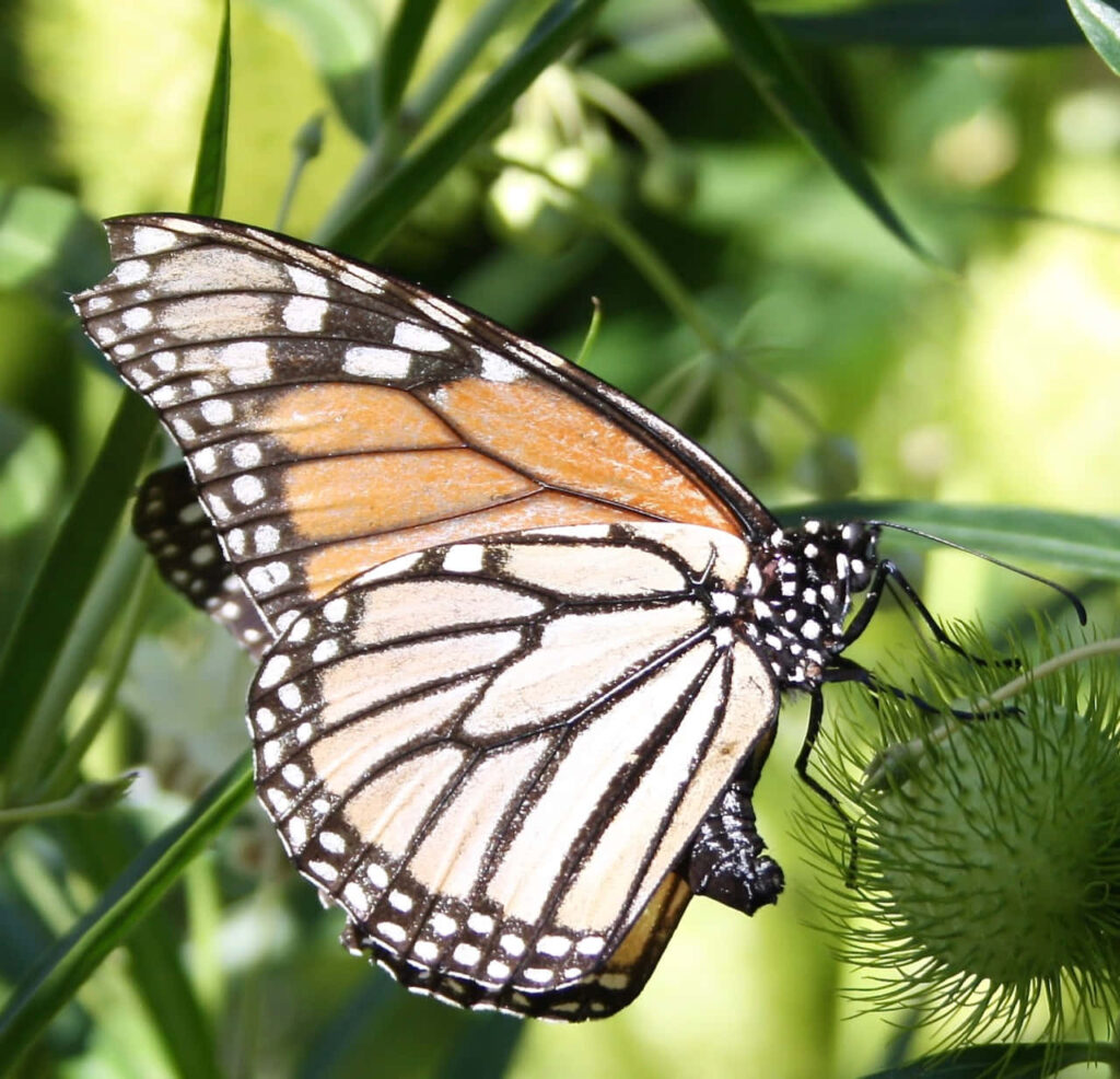 Vibrant Butterfly Close-Up on Green Plant | Stunning Wallpaper Background