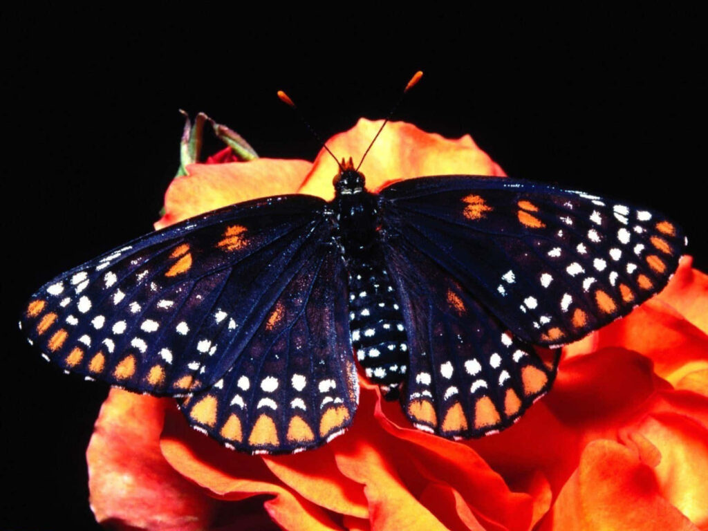 Vibrant Butterfly Close-Up: Intricate Wings on Orange Flower Wallpaper