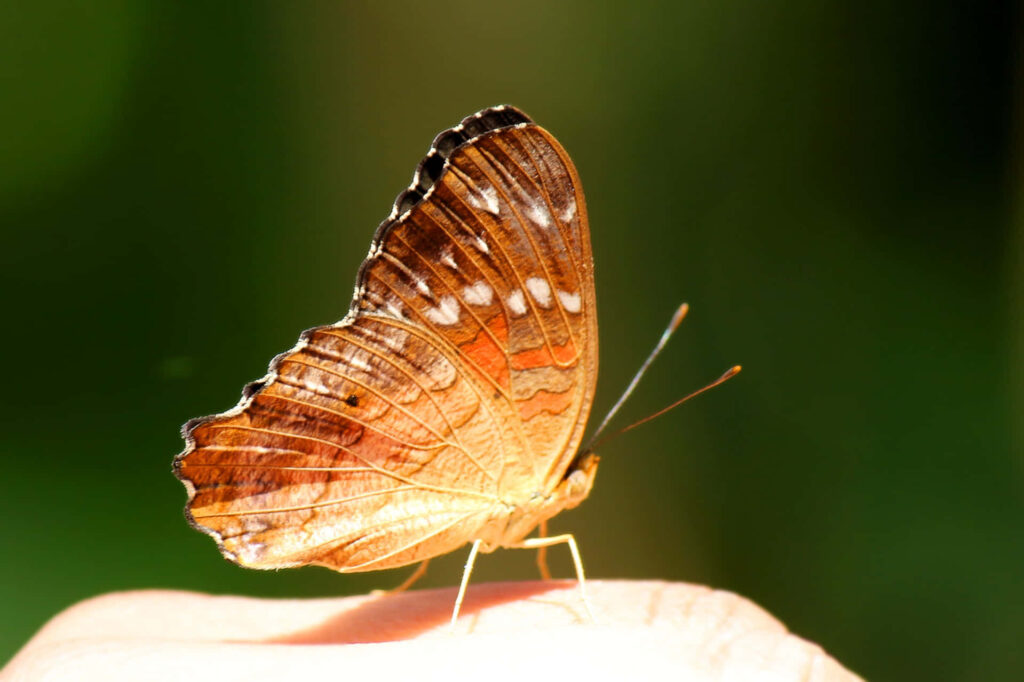 Stunning Butterfly Close-Up Wallpaper: Elegant Brown & Orange Patterns