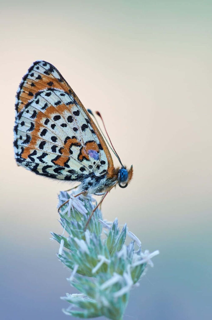Vibrant Butterfly Close-Up: Nature's Colorful Wallpaper Background