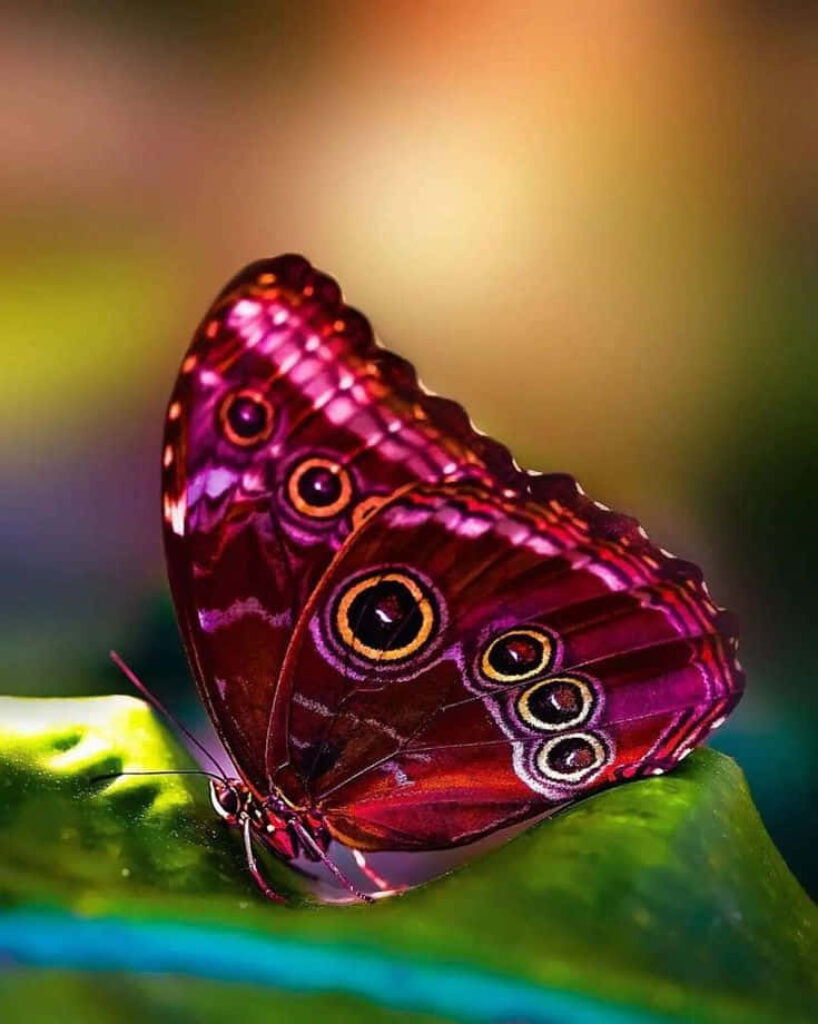 Vibrant Butterfly Close-Up on Leaf - Nature Wallpaper Background