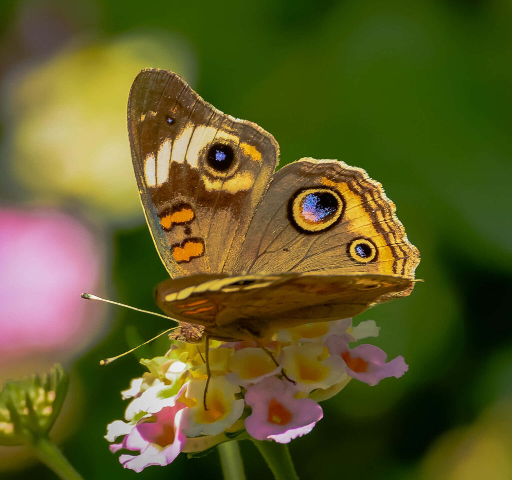 Vibrant Butterfly Close-Up: Stunning Floral Wallpaper Background