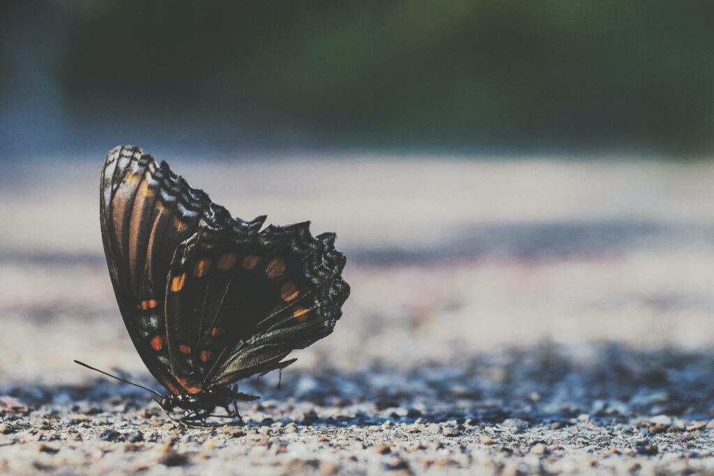Stunning Butterfly Close-Up: Natural Setting Wallpaper Background
