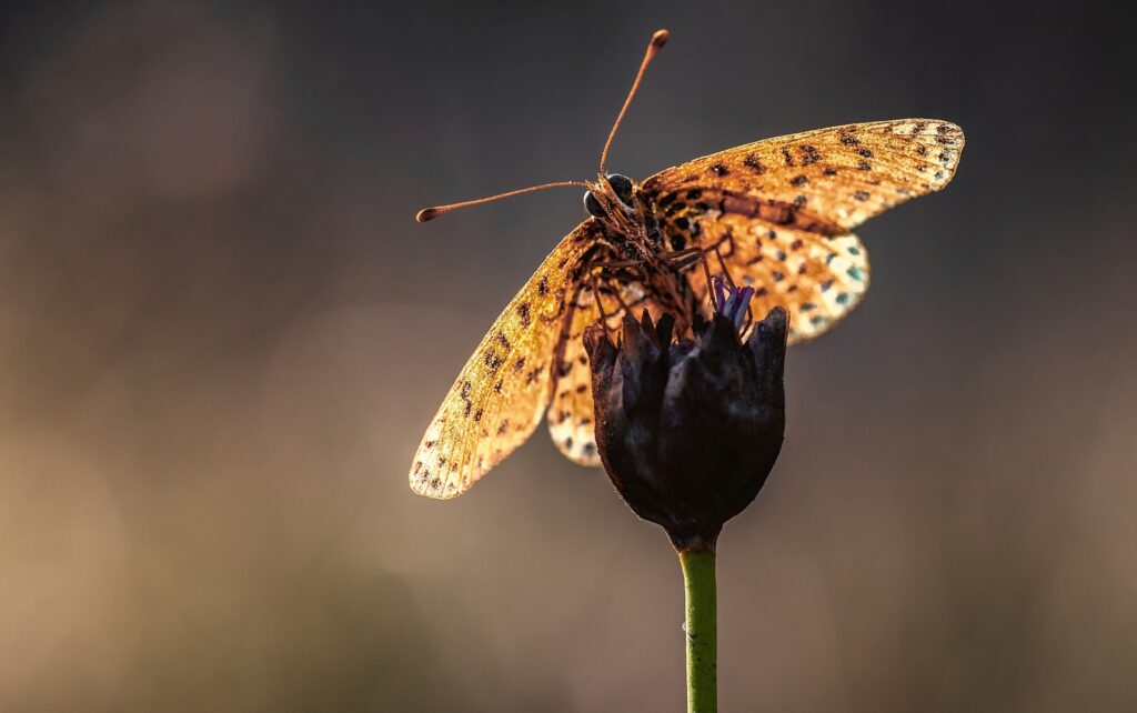 Intricate Butterfly on Flower Bud - Stunning Wallpaper Background