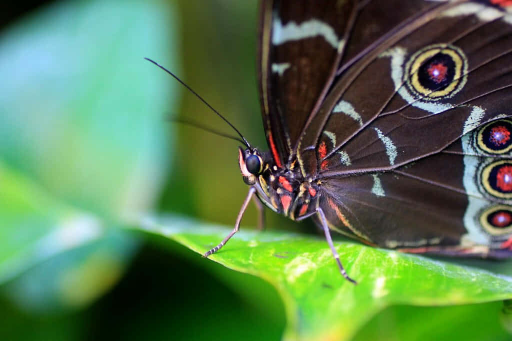 Stunning Butterfly Close-Up on Green Leaf - Nature Wallpaper