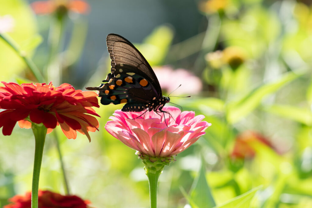 Macro Butterfly on Flower: Vibrant Wallpaper with Blurred Background