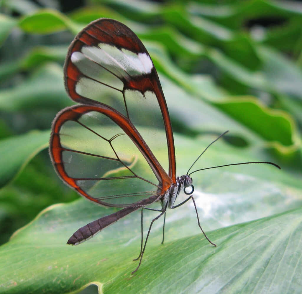 Stunning Butterfly Closeup: Intricate Details on Green Leaf Wallpaper
