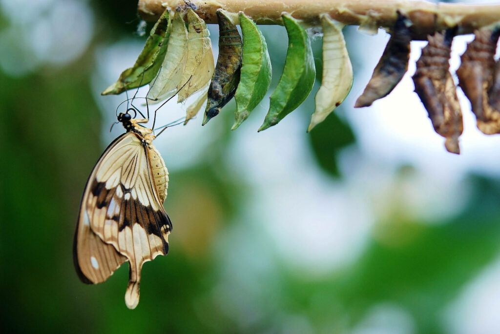 Colorful Caterpillar to Butterfly Transformation Wallpaper Background