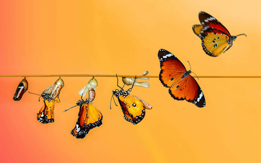 Stunning Butterfly Evolution Wallpaper on Vibrant Orange Background