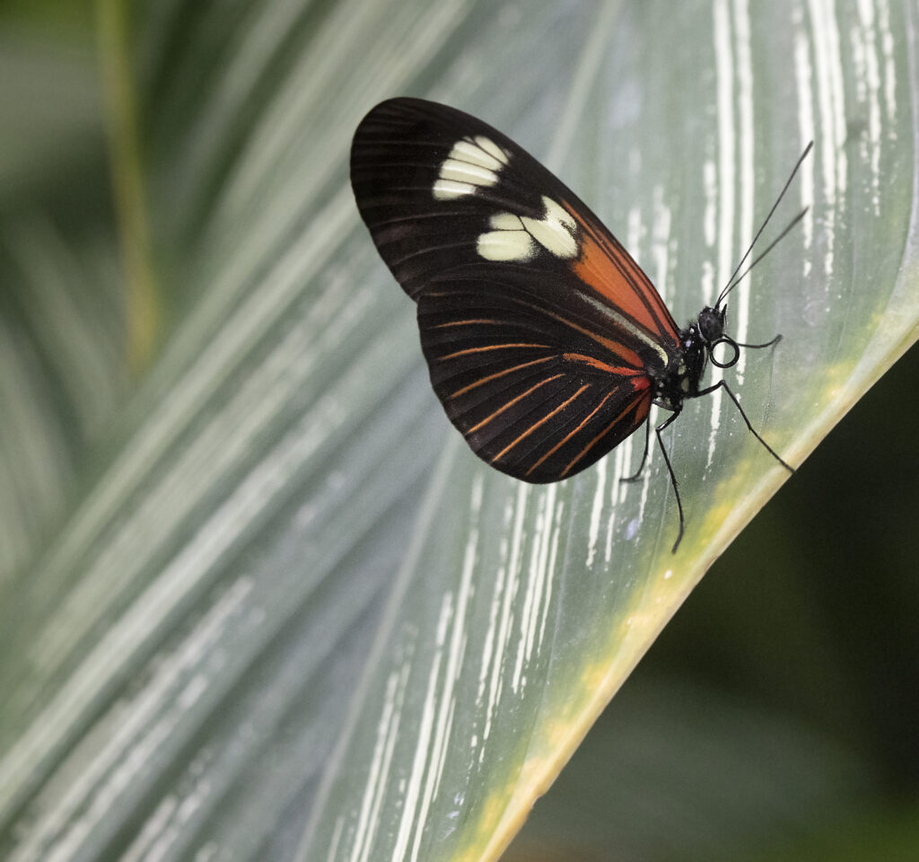 Stunning Butterfly Macro on Green Leaf - Nature Wallpaper Background