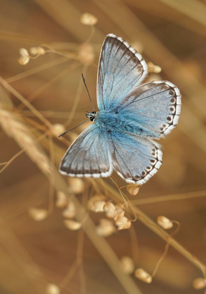 Stunning Macro of Blue Butterfly on Warm Background - Nature's Art Wallpaper
