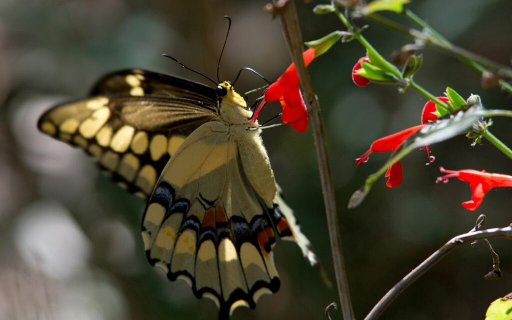 Stunning Macro Butterfly on Red Flower - Vibrant Wallpaper Background