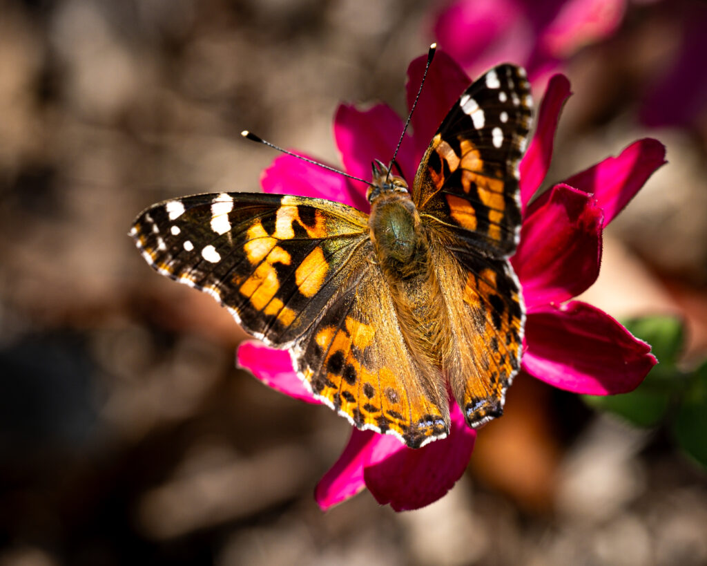 Vibrant Butterfly on Pink Flower - Macro Nature Wallpaper