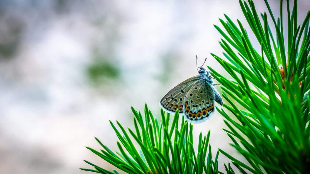 Vibrant Butterfly Macro on Spruce Branch - Nature Wallpaper