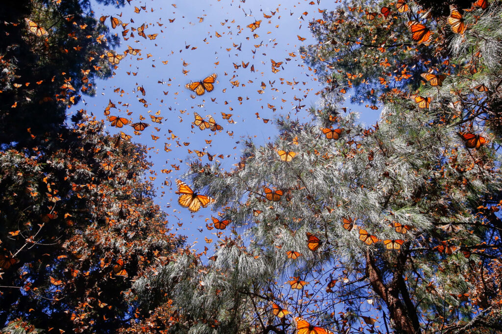 Stunning Butterfly Migration Wallpaper: Lush Trees & Blue Sky