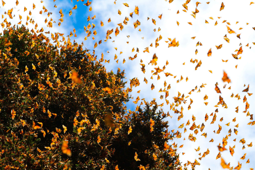 Vibrant Butterfly Migration Wallpaper: Nature's Mesmerizing Display