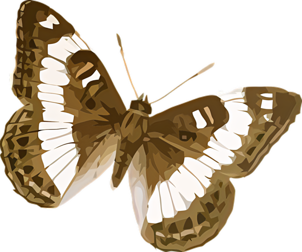 Stunning Vector Butterfly Wallpaper: Elegant Brown & White Design