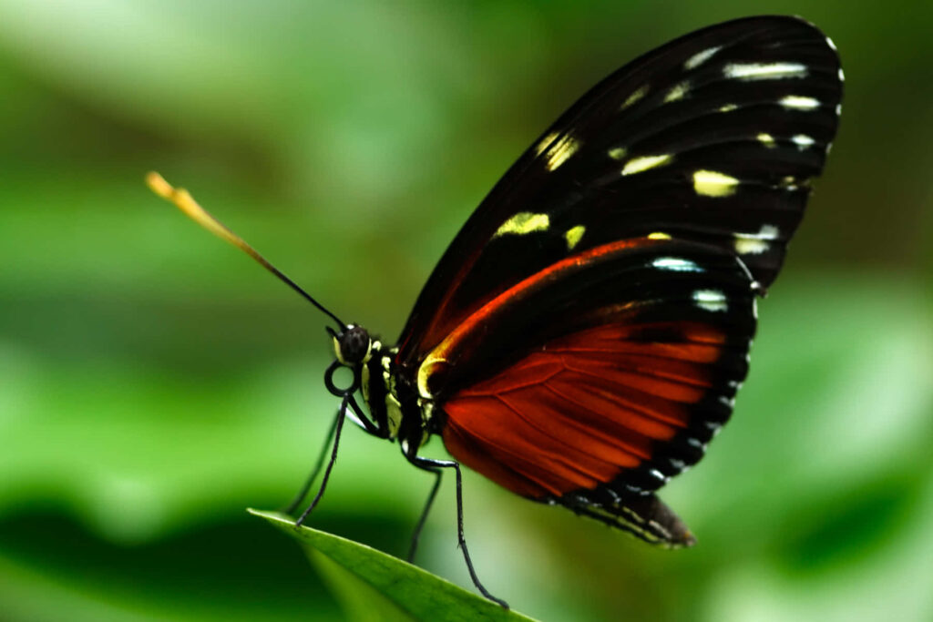 Vibrant Butterfly Wallpaper: Striking Black, Red & Yellow Patterns