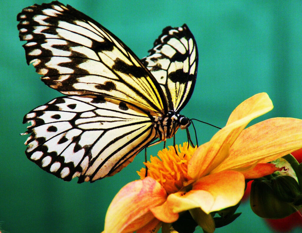 Stunning Butterfly on Flower Wallpaper - Vibrant Nature Background