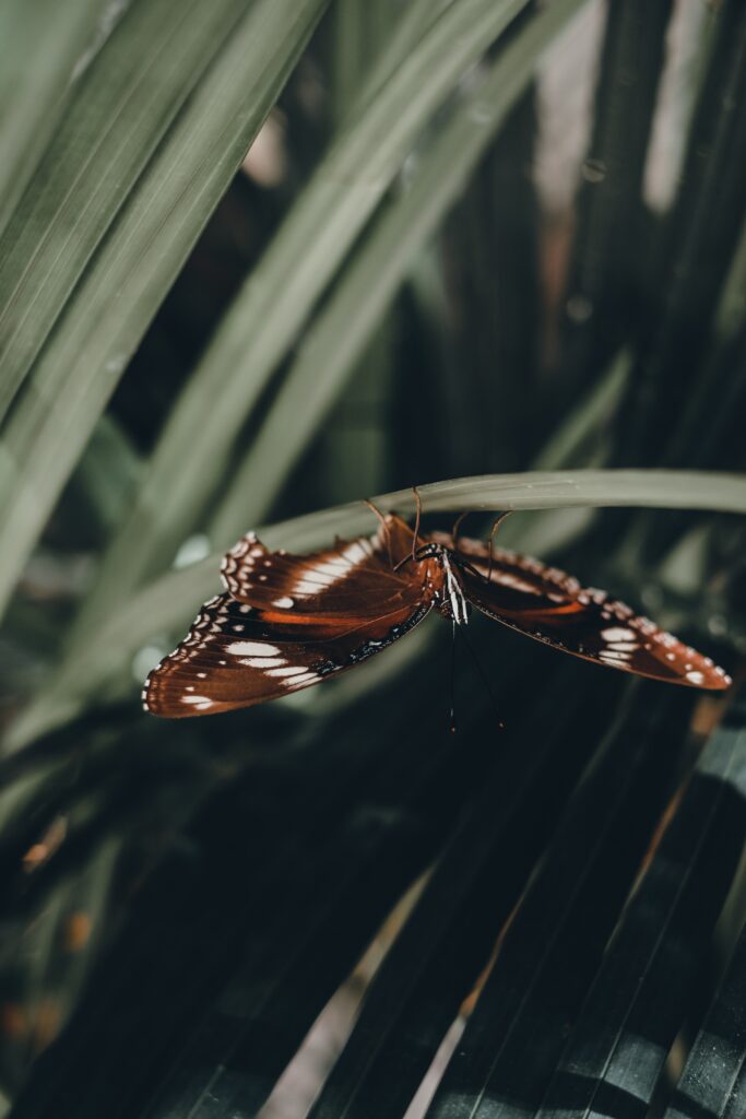 Macro Butterfly Wallpaper: Stunning Close-Up on Leafy Background