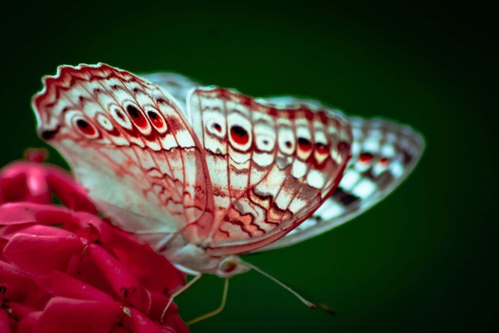 Vivid Butterfly Close-Up Wallpaper Amidst Pink Flowers & Greenery