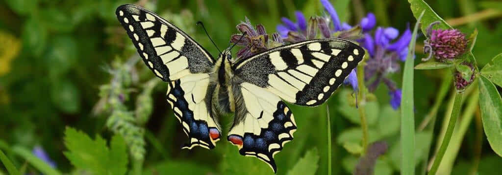 Vibrant Butterfly Wallpaper: Nature's Colorful Floral Serenity