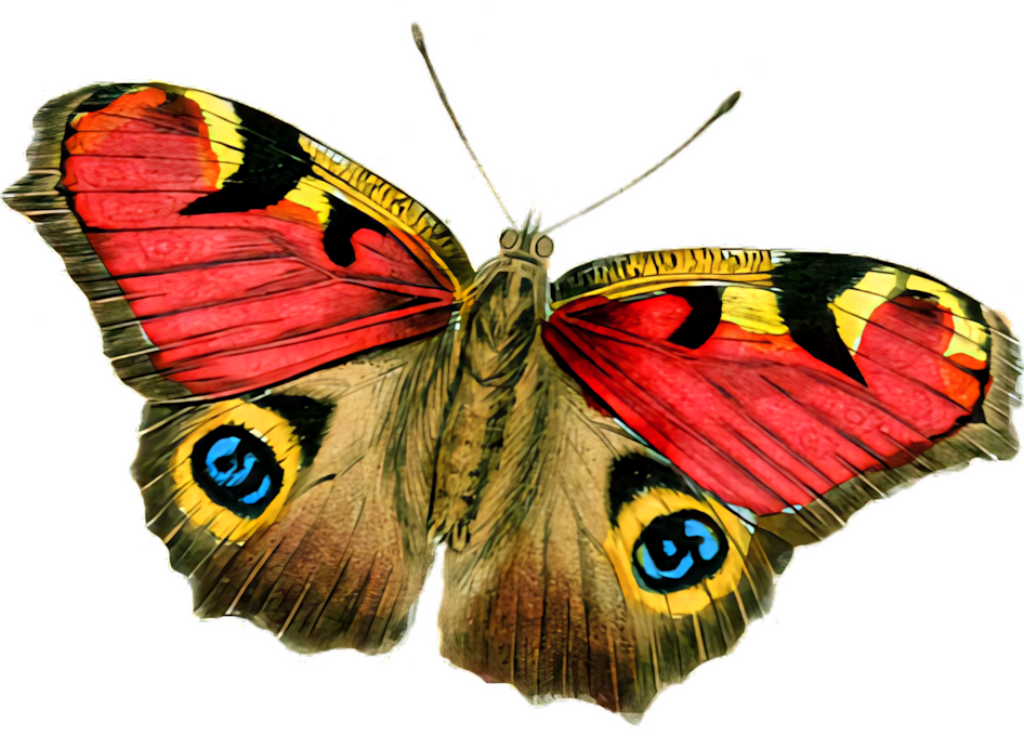 Vibrant Butterfly Wallpaper: Striking Eye Patterns for Artistic Decor