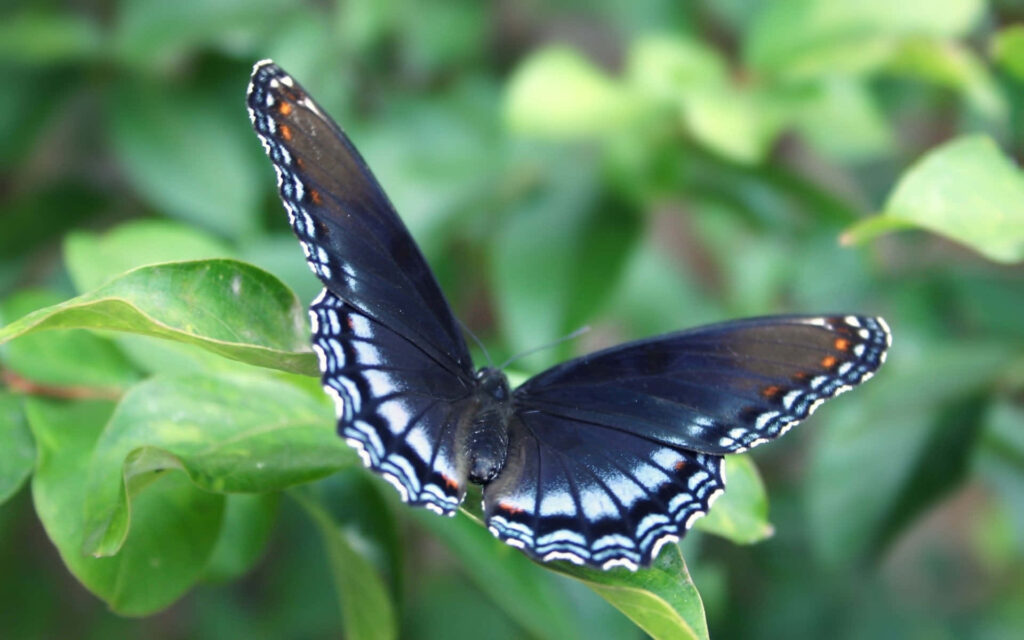 Vibrant Dark Blue Butterfly with White & Orange Patterns Wallpaper