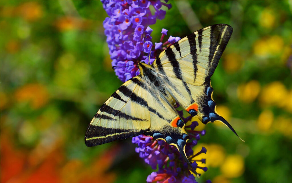 Stunning Butterfly Wallpaper: Vibrant Patterns on Purple Flower
