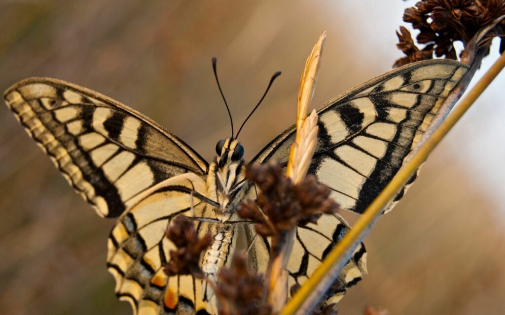 Intricate Butterfly Wallpaper: Earthy Tones & Delicate Wing Patterns