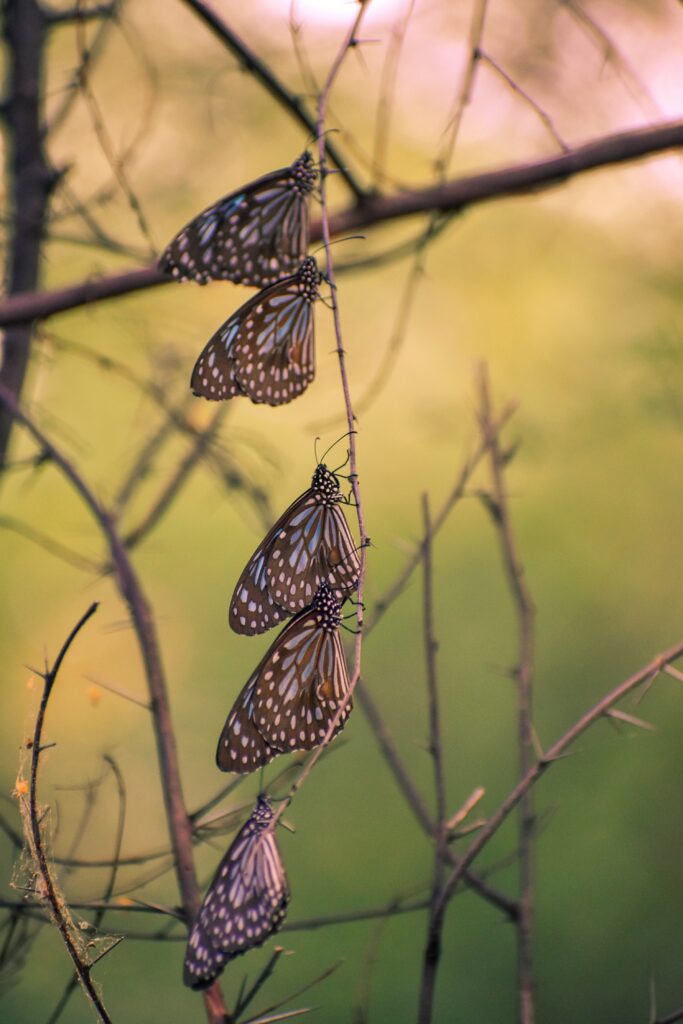 Stunning Butterfly Macro Wallpaper - Graceful Nature Background